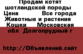 Продам котят шотландской породы › Цена ­ 2 000 - Все города Животные и растения » Кошки   . Московская обл.,Долгопрудный г.